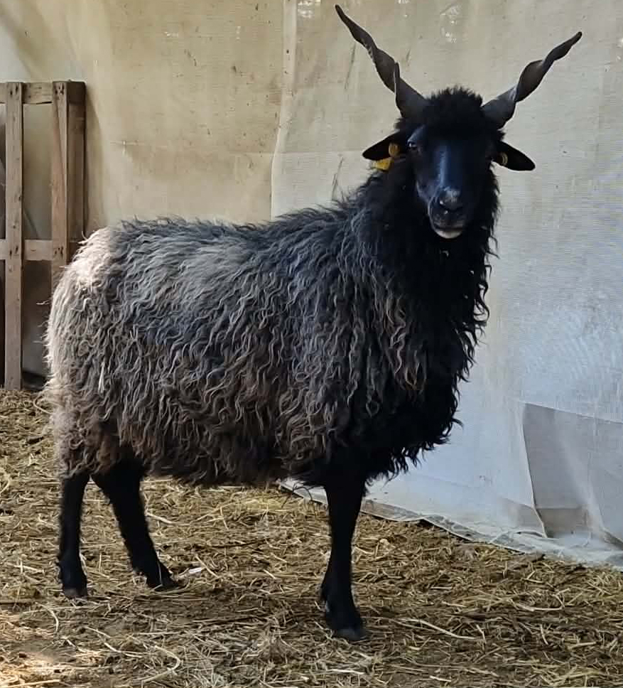 racka.jpg